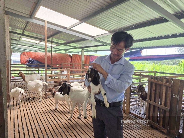 Mô hình chăn nuôi dê của anh Trần Văn Phúc ở thôn An Châu, xã Hòa Vang, TP Đà Nẵng là mô hình kinh tế điển hình tại địa phương. Ảnh: T.H.
