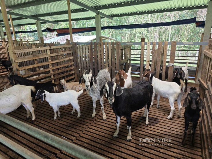 Mỗi năm sau khi trừ chi phí, trang trại chăn nuôi dê của anh Phúc cho lãi hơn 300 triệu đồng. Ảnh: T.H.