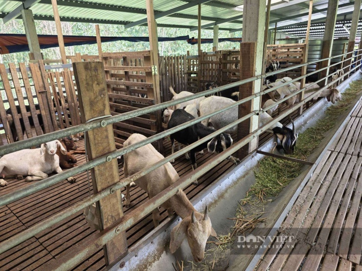 Hiện nay, trang trại của anh Phúc có hơn 150 con dê lớn, nhỏ. Ảnh: T.H.