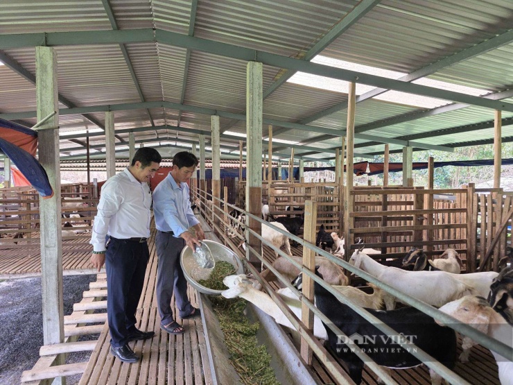 Ông Lê Đình Quảng (bên trái) - Chủ tịch Hội Nông dân xã Hòa Vang đánh giá cao mô hình nuôi dê bán thả rông của anh Trần Văn Phúc. Ảnh: T.H.