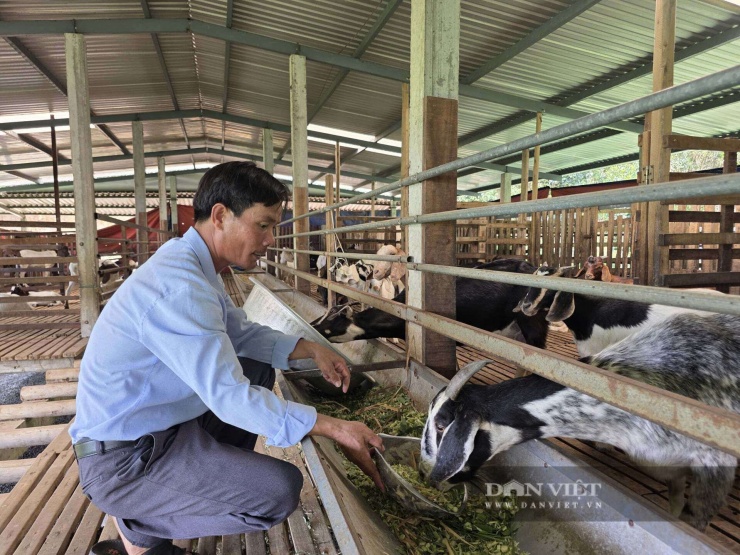 Thức ăn của dê chủ yếu là cỏ voi, cỏ tự nhiên và các phụ phẩm khác như cám gạo, bột ngô (bắp). Ảnh: T.H.