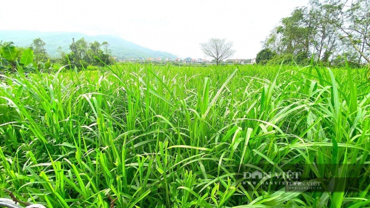 Anh Phúc dành 0,5ha để trồng cỏ phục vụ cho việc chăn nuôi dê. Ảnh: T.H.
