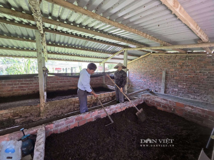 Để tăng nguồn thu anh Phúc còn phát triển mô hình nuôi trùn quế kết hợp nuôi gà theo hướng khép kín. Ảnh: T.H.