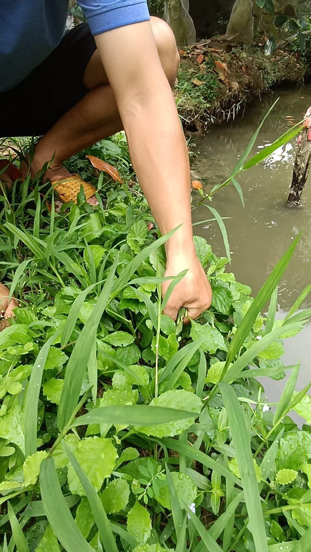 Sản vật không tốn tiền mua ở miền Tây, nấu canh ăn ngon lại mát - 1