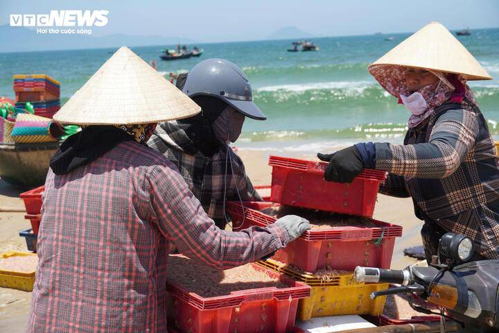 Hiện tại, ruốc tươi có giá 15.000 đồng/kg, trong khi ruốc khô dao động 50.000-60.000 đồng/kg tùy loại lớn nhỏ (cứ 4kg ruốc tươi sẽ cho ra 1kg ruốc khô).