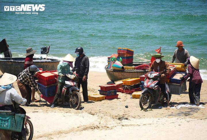 Những ngày gần đây, từ sáng sớm cho đến xế trưa, tại khu vực ven bờ thuộc xã bãi ngang Duy Nghĩa, TP Đà Nẵng, tràn ngập bầu không khí tất bật của cảnh mua bán ruốc biển.