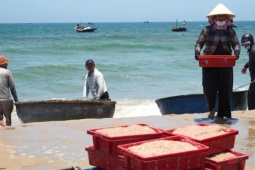 Ruốc xuất hiện dày đặc, ngư dân Đà Nẵng 'bỏ túi' bạc triệu sau vài giờ vươn khơi