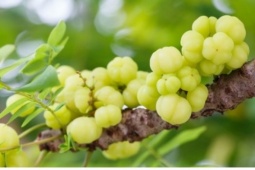 Loại quả từng rụng đầy bờ rào, nay “lột xác” thành đặc sản