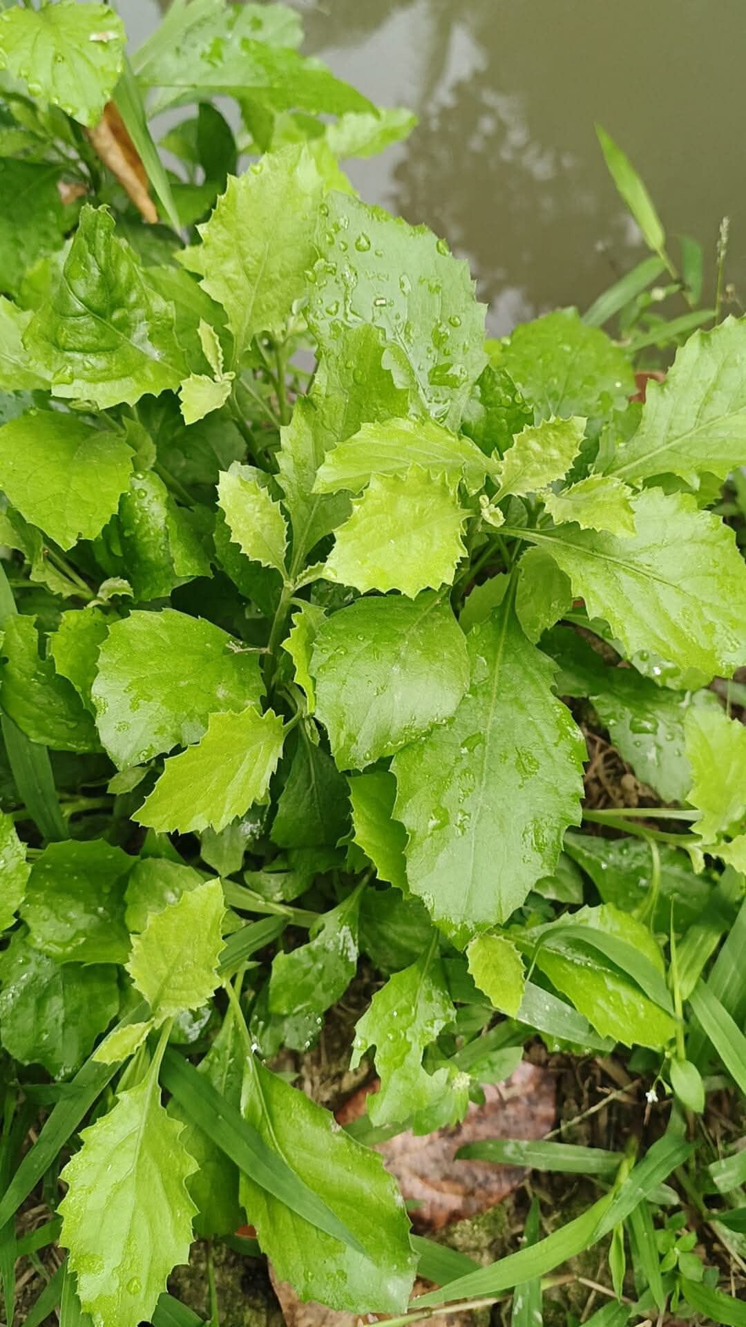 Cải trời là cây ưa sáng, mọc nhanh và cho thu hái liên tục. Ảnh: Vương Thanh Bằng, Nga Cao