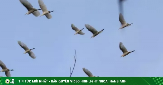 CLIP: Choáng ngợp cò bay rợp trời
