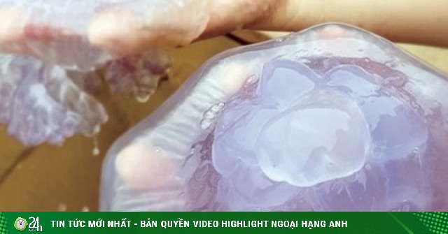 Ngư dân trúng “lộc biển”, mỗi ngày thu tiền triệu