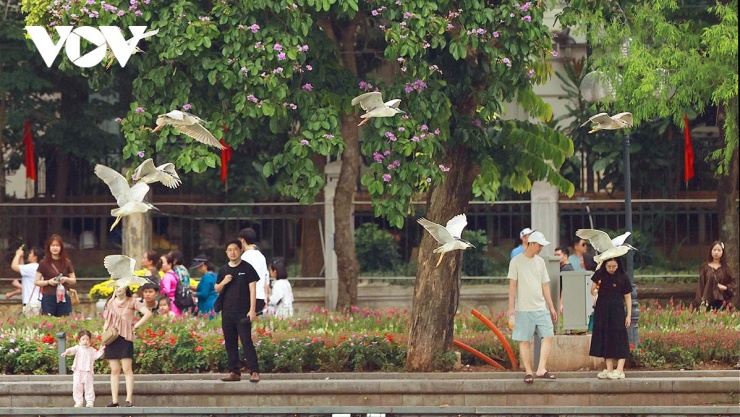 Những ngày qua, nhiều quần thể chim hoang dã xuất hiện quanh Hồ Gươm. Hình ảnh đàn chim hoang dã chao liệng, hòa vào sắc tím bằng lăng, sắc đỏ hoa phương họa nên bức tranh sinh động về thiên nhiên và sinh thái Hồ Gươm, hấp dẫn nhiều người dân và du khách.