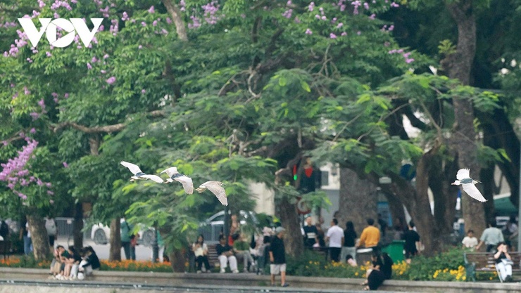 Quần thể chim hoang dã bay lượn, săn mồi và làm tổ trú ngụ trên các tán cây xanh quanh đảo Ngọc và trong đền Ngọc Sơn.