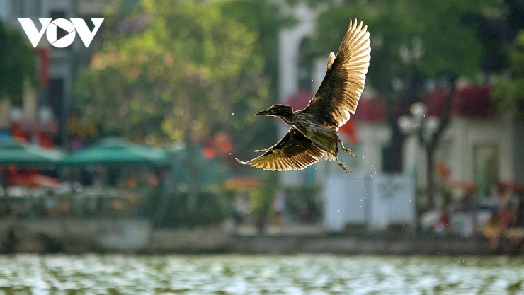 Vũ điệu chim hoang dã trên mặt nước Hồ Gươm họa nên bức tranh thiên nhiên, sinh thái sống động.