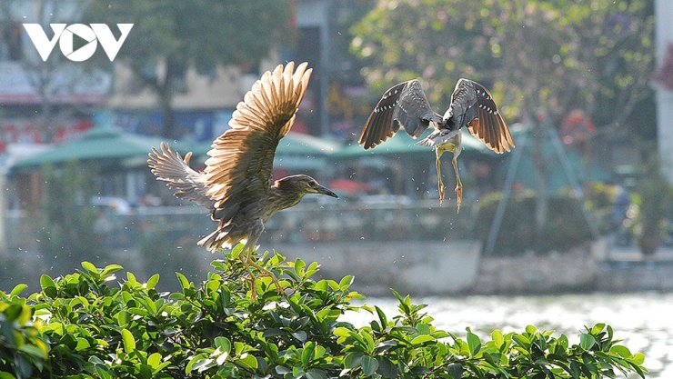 Từng đôi chim bay lên trên những tán cây xanh.