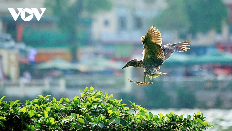 Những chú chim non, cánh còn chưa vững vàng thường tập bay chuyền cành và kiếm ăn ở những tầng lá thấp.