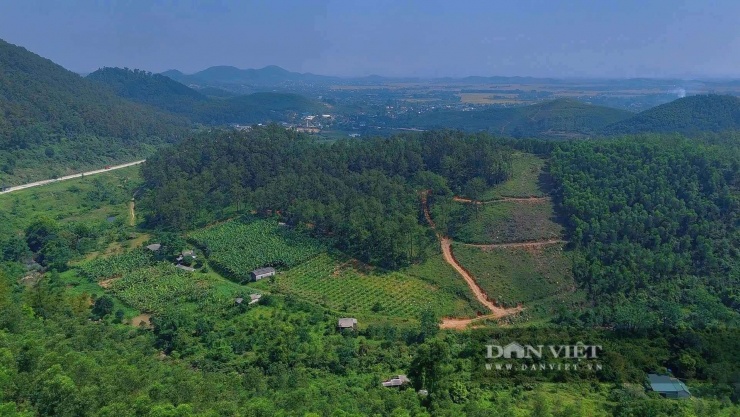 Gia đình&nbsp;anh Hồ Văn Thuận trồng 2ha chuối tây Thái trên vùng đồi thuộc thôn&nbsp;Khe Giao 1, xã Toàn Lưu, Hà Tĩnh.