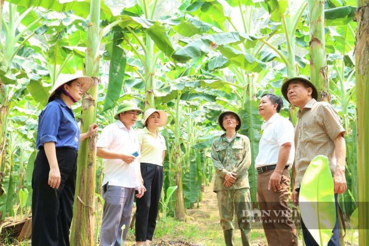 Chính quyền địa phương đánh giá cao hiệu quả mô hình trồng chuối của anh Thuận.