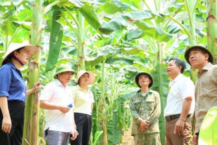 Chuối tây Thái là giống chuối gì mà trồng thành công trên đất đồi Hà Tĩnh cho thu nhập hàng trăm triệu/năm?