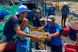 Trúng đậm cá cơm, ngư dân phấn khởi ngày tàu cập bến