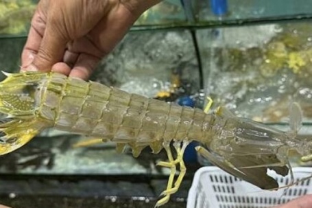 Chủ quán hải sản qua đời sau khi bị tố bán 4 con bề bề với giá 'cắt cổ'