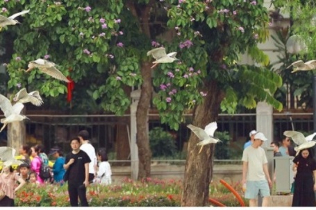 Cận cảnh đàn chim hoang dã giữa sắc tím bằng lăng và rực đỏ hoa phượng Hồ Gươm