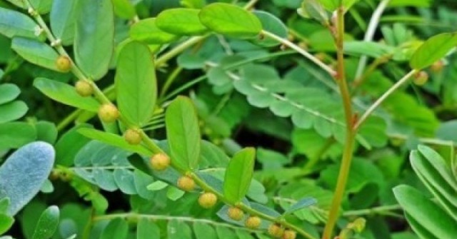 Việt Nam có cây thuốc quý, vừa dưỡng gan vừa bồi bổ đủ đường cho cơ thể