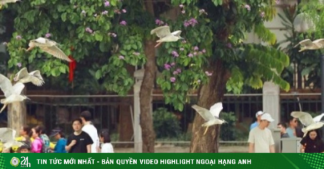Cận cảnh đàn chim hoang dã giữa sắc tím bằng lăng và rực đỏ hoa phượng Hồ Gươm