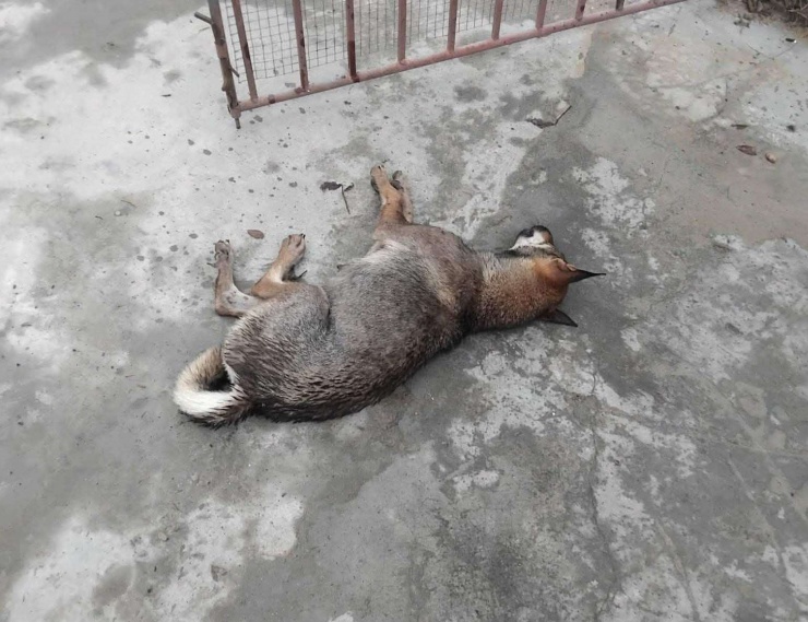 "Chó điên" đã tấn công cắn nhiều người ở 2 xã tại Nghệ An. Kết quả xét nghiệm, xác định con chó này dương tính với virus dại.&nbsp;