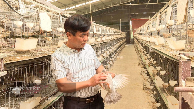 Lão nông Bắc Ninh nghĩ ra cách nuôi chim “nhàn tênh”, 6 công nhân chăm cả vạn chim bồ câu, thu tiền tỷ mỗi tháng - 1