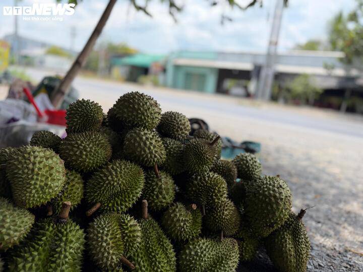 Không bán được cho thương lái, nhiều hộ dân phải mang sầu riêng ra ven đường bán lẻ để gỡ gạc phần nào vốn liếng. (Ảnh: Nguyễn Liến)