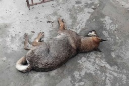 "Chó điên” cắn nhiều người ở Nghệ An dương tính với virus dại