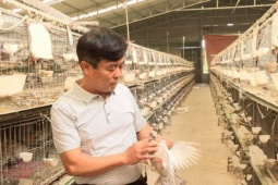Lão nông Bắc Ninh nghĩ ra cách nuôi chim “nhàn tênh”, 6 công nhân chăm cả vạn chim bồ câu, thu tiền tỷ mỗi tháng
