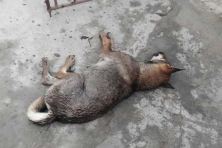 "Chó điên” cắn nhiều người ở Nghệ An dương tính với virus dại