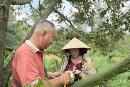 Cơn lao dốc của ‘vua trái cây’: Thương lái bỏ cọc, nhà vườn ôm nợ