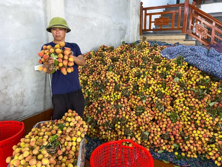 Vải chín sớm tại xã Phúc Hòa năm nay mất mùa, chất lượng phân hóa mạnh khiến giá bán chênh lệch lớn giữa hàng đẹp và hàng xấu - Ảnh: Bảo Khánh