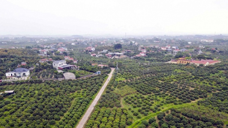 Toàn cảnh vùng vải thiều sớm tại xã Phúc Hòa, tỉnh Bắc Ninh - Ảnh: Bảo Khánh