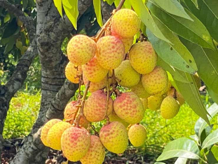 Sản lượng vải chín sớm tại Phúc Hòa năm nay giảm hơn một nửa so với năm ngoái - Ảnh: Bảo Khánh
