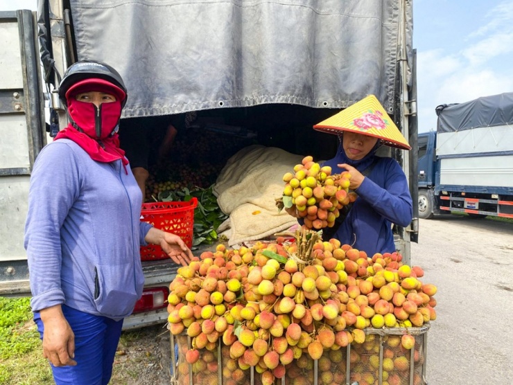 Những vườn vải sản xuất theo tiêu chuẩn VietGAP, GlobalGAP tiếp tục giữ lợi thế nhờ chất lượng đồng đều và giá bán cao - Ảnh: Bảo Khánh