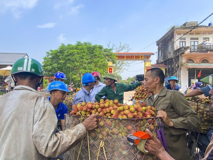 Thương lái tập trung thu mua vải chín sớm tại các điểm cân ở Phúc Hòa, song lượng hàng đẹp năm nay khá khan hiếm - Ảnh: Bảo Khánh
