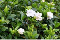 Cây thuốc đa công dụng, bộ phận nào dùng cũng siêu bổ dưỡng lại ít người biết