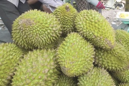 Sốt ruột vì giá sầu riêng