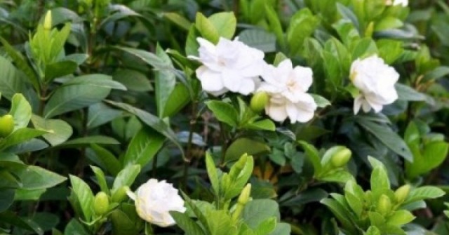 Cây thuốc đa công dụng, bộ phận nào dùng cũng siêu bổ dưỡng lại ít người biết