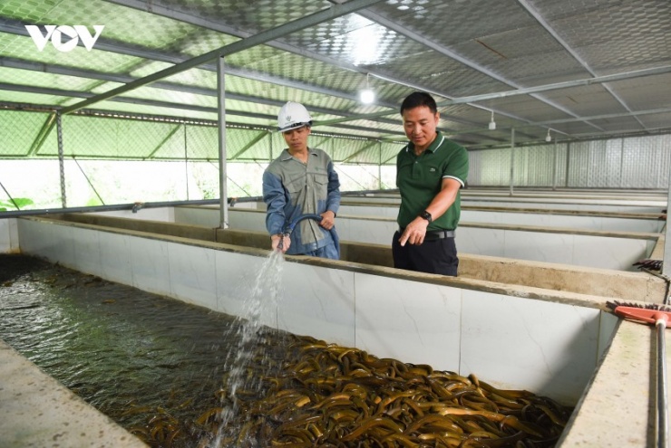 Bỏ việc ngân hàng về nuôi lươn, người đàn ông xây mô hình lớn nhất miền Bắc - 1