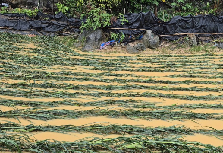 Lũ lên nhanh cũng đã khiến 130 ha lúa, 50 ha ngô, 25 ha đỗ tương, 6 ha lạc, 30 ha thuốc lá bị cuốn trôi, gãy đổ.