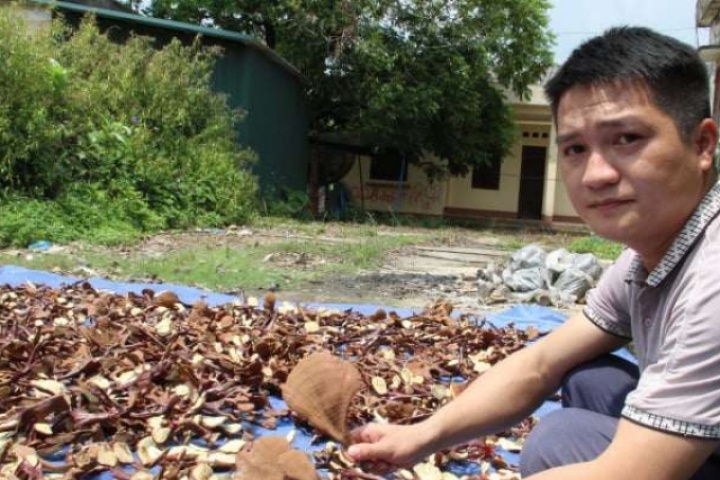 Trồng thử "loại cây" ví như “dược liệu vàng”, thu lứa đầu tiên, nông dân này ở Lạng Sơn bán 600.000-700.000 đồng/kg