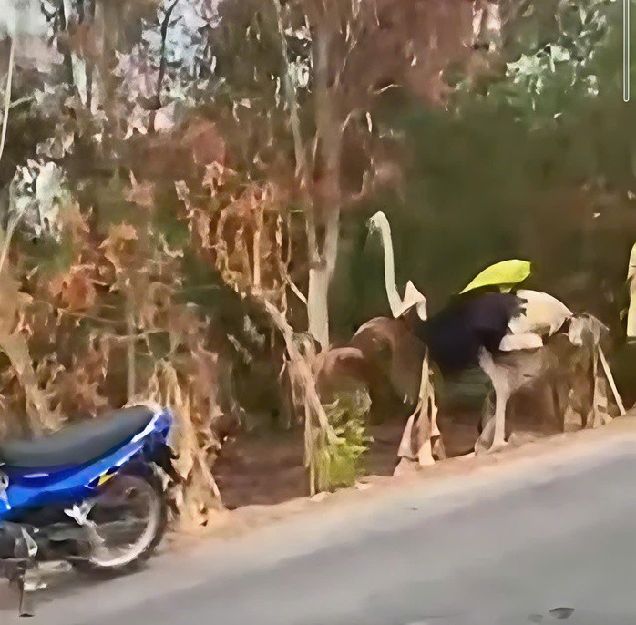 2 con đà điểu còn sống sót sau khi rơi từ xe tải xuống đường