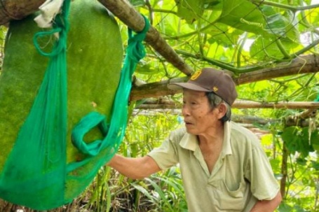 Làng này ở Bình Định, nay thuộc tỉnh Gia Lai trồng giống bí đao gì mà quả nặng tới 70kg khiến ai nhìn cũng “choáng”