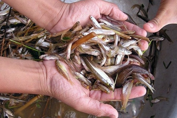 Loại cá nhỏ cuối mùa nước lũ thành đặc sản đắt giá