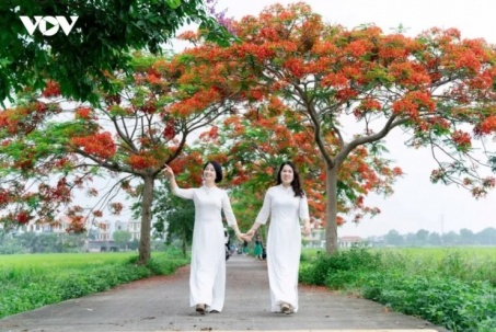 Rực rỡ đường hoa phượng ở Bắc Ninh, thu hút đông đảo du khách đến check in